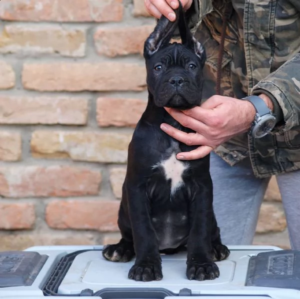 cane corso cuccioli | Foto 4