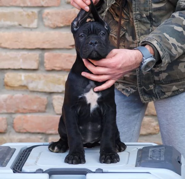 cane corso cuccioli | Foto 3