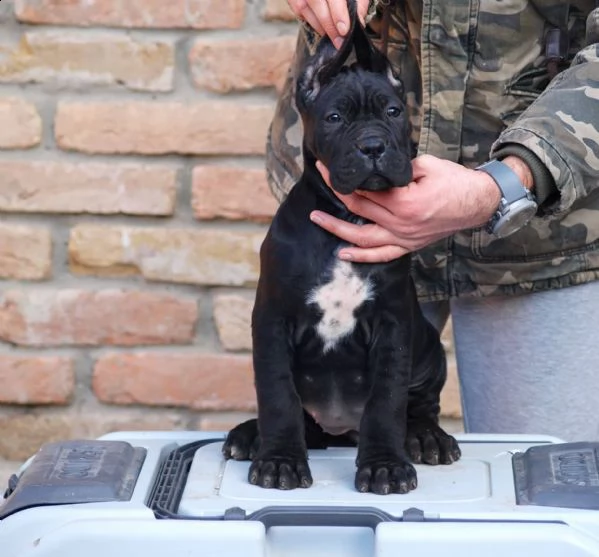 cane corso cuccioli | Foto 2