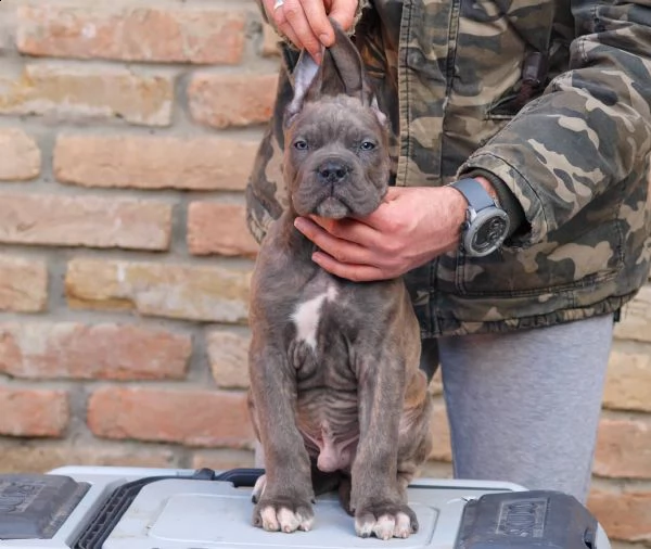 cane corso cuccioli