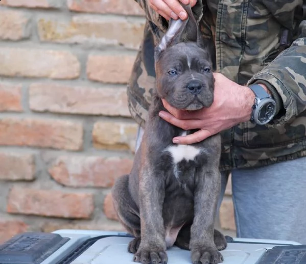 cane corso cuccioli | Foto 1