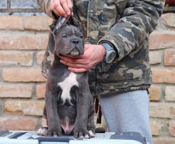 cane corso cuccioli | Foto 0