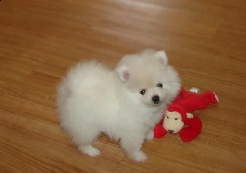 regalo maltese 