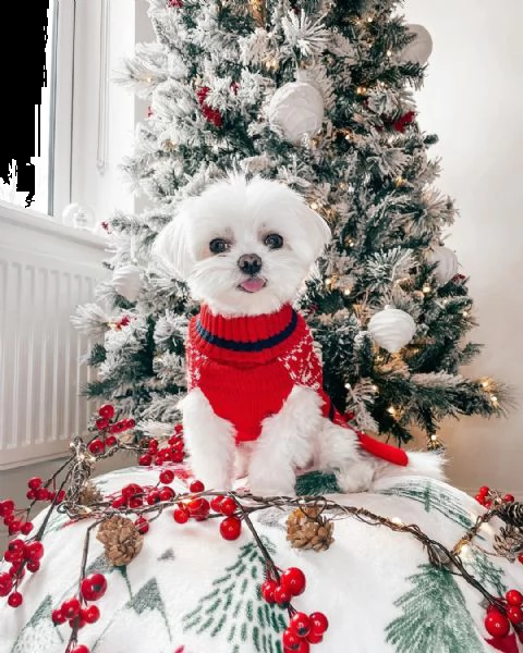 cuccioli maltesi super adorabili (+393509706299)