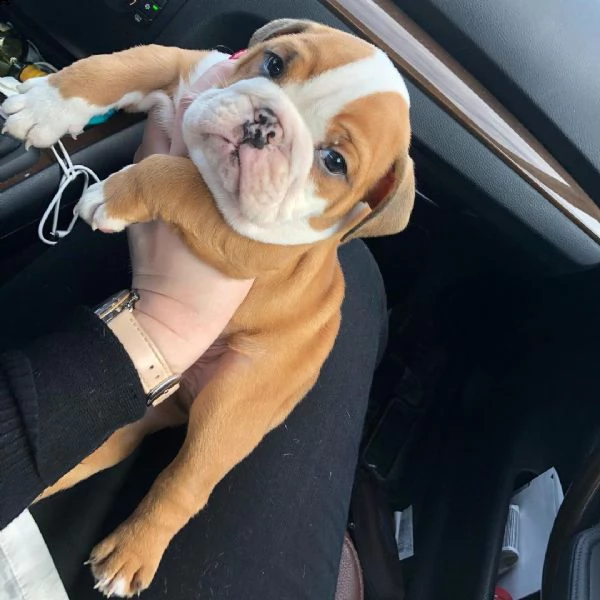adorabili nuovi cuccioli di bulldog inglese