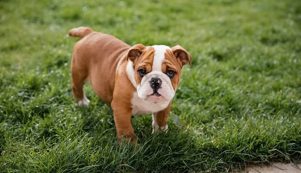 adorabili nuovi cuccioli di bulldog inglese | Foto 0