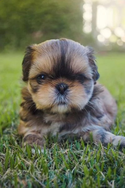 regalo bellissimi cuccioli allevati shih-tzu, colore bianco e nero. due e una feminuccia maschietti.