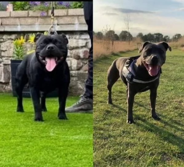 kc reg quality sbt solid blue ragazzi e ragazze pronto ora | Foto 3