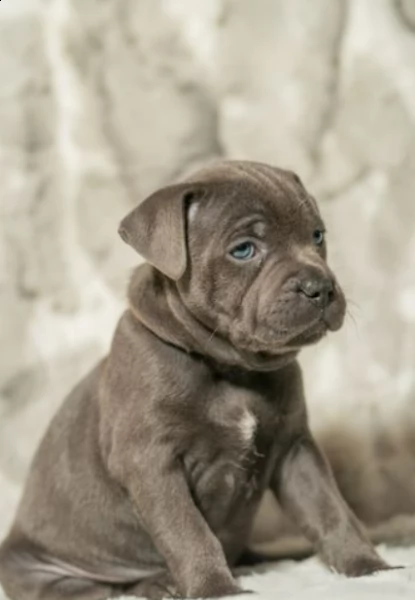 kc reg quality sbt solid blue ragazzi e ragazze pronto ora | Foto 2