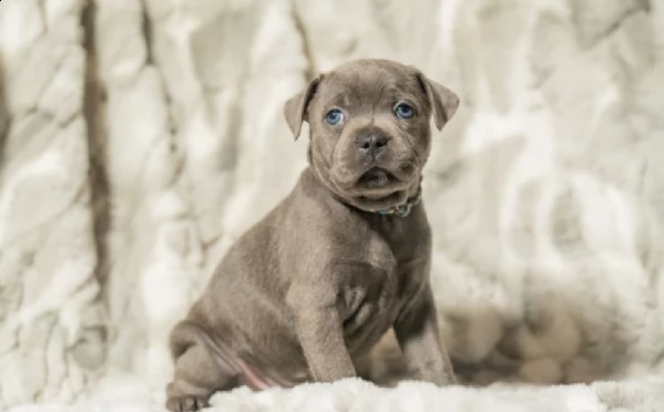 kc reg quality sbt solid blue ragazzi e ragazze pronto ora