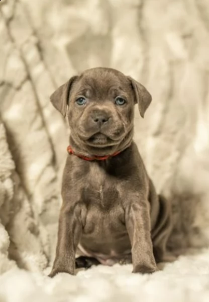 kc reg quality sbt solid blue ragazzi e ragazze pronto ora | Foto 1