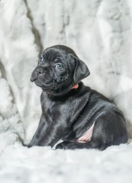 kc reg quality sbt solid blue ragazzi e ragazze pronto ora | Foto 0