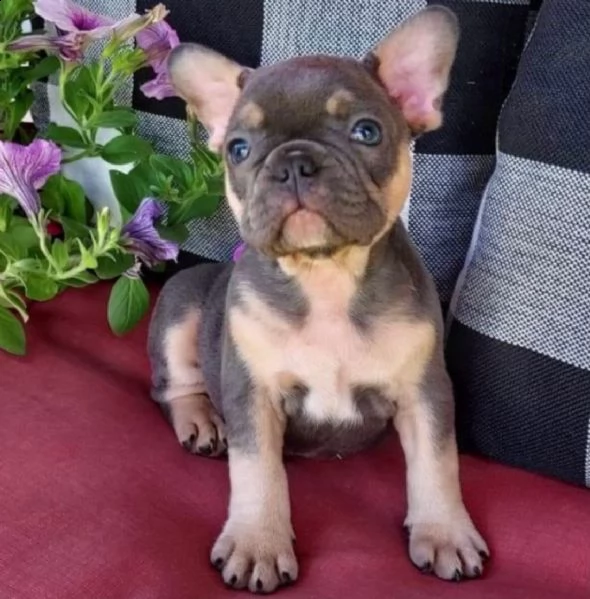 cuccioli di bulldog francese per l'adozione