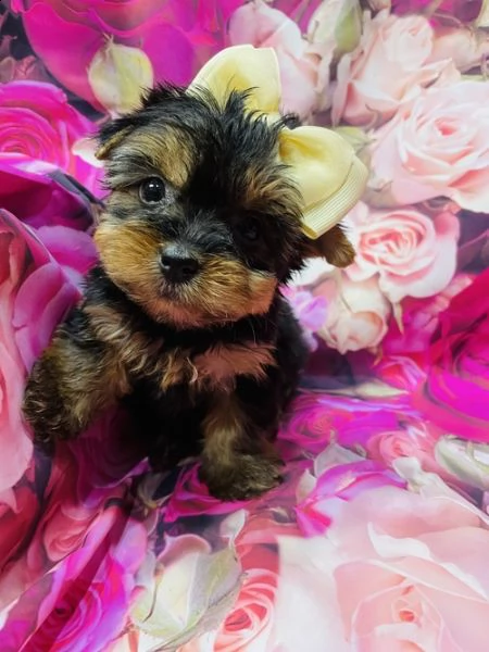 regalo cuccioli dolce e bella chihuahua toy