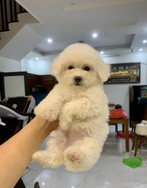 cuccioli barboncino toy