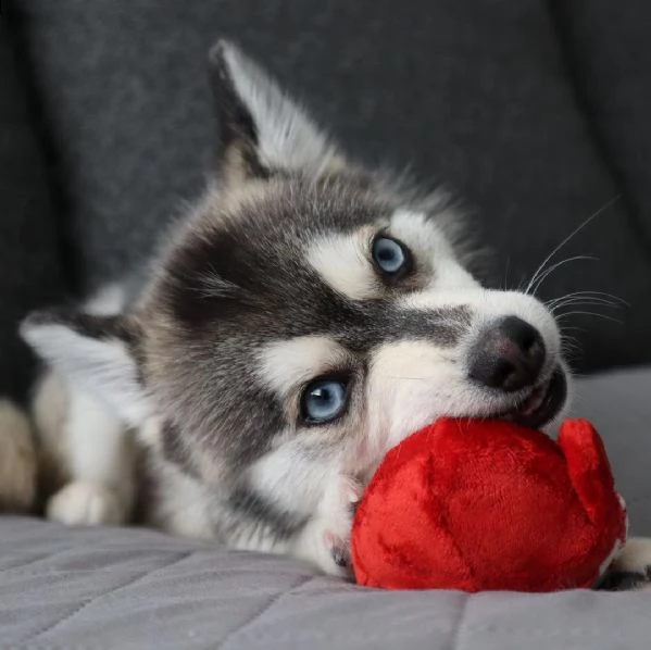 cuccioli di pomsky a pedigree pieni puri (+393509706299)