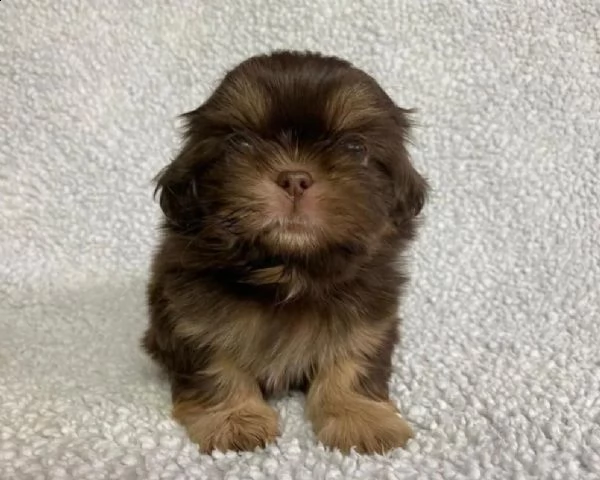 dolci cuccioli di shih tzu | Foto 1