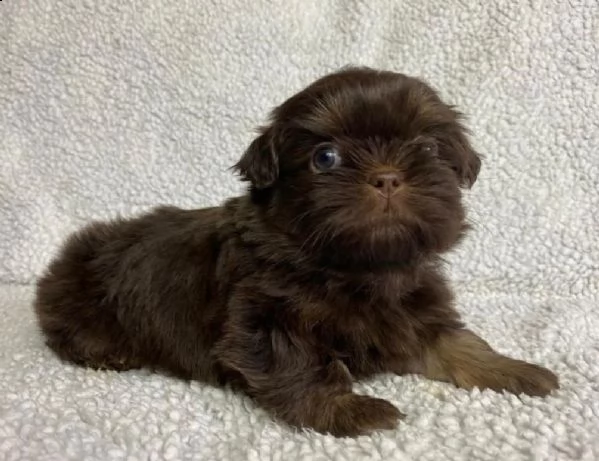dolci cuccioli di shih tzu | Foto 0