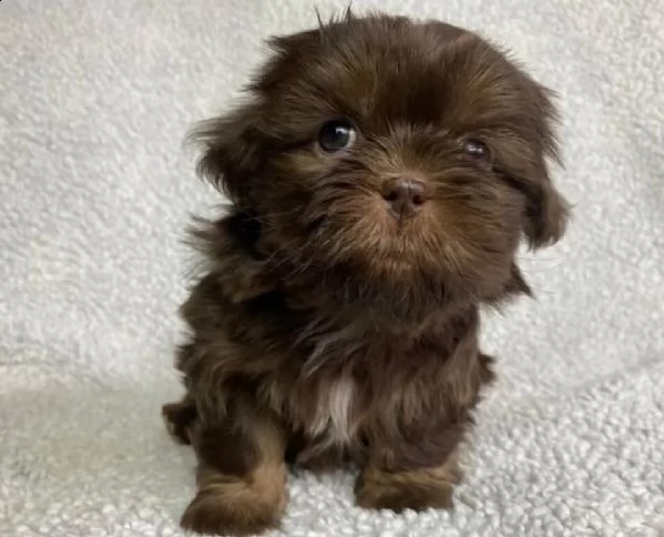 dolci cuccioli di shih tzu
