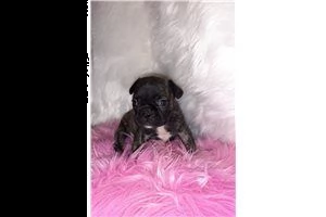 bellissimo cucciolo di bulldog francese | Foto 1