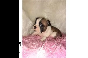 bellissimo cucciolo di bulldog francese | Foto 0