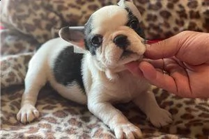 bellissimo cucciolo di bulldog francese