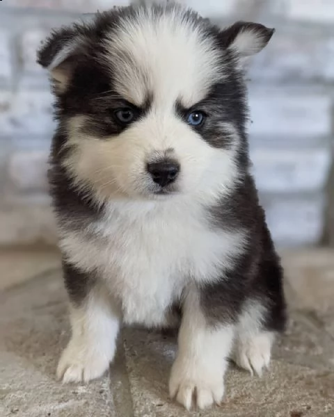 pomsky per l'adozione (+393509706299)