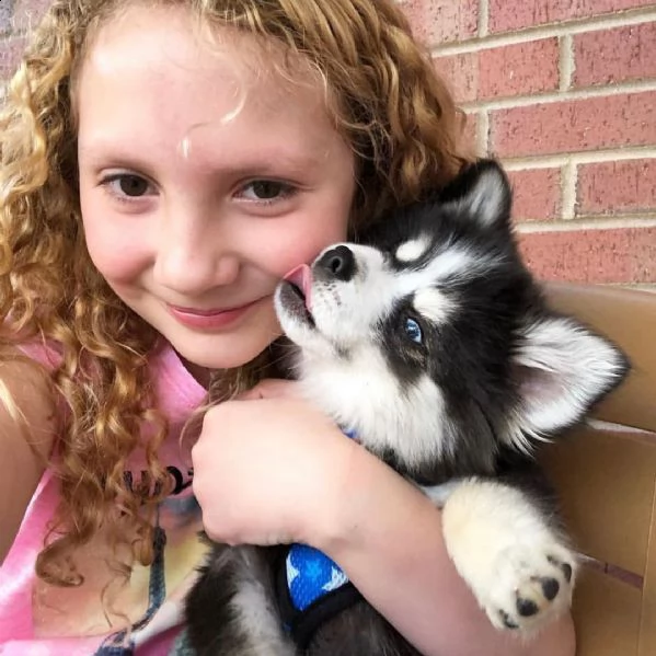 pomsky (+393509706299)