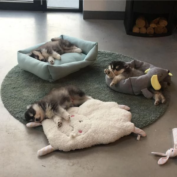 simpatici e adorabili cuccioli di pomsky per l'adozione (+393509706299)