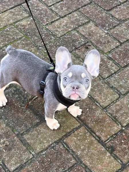 cuccioli di bulldog francese blu maschi e femmine | Foto 4