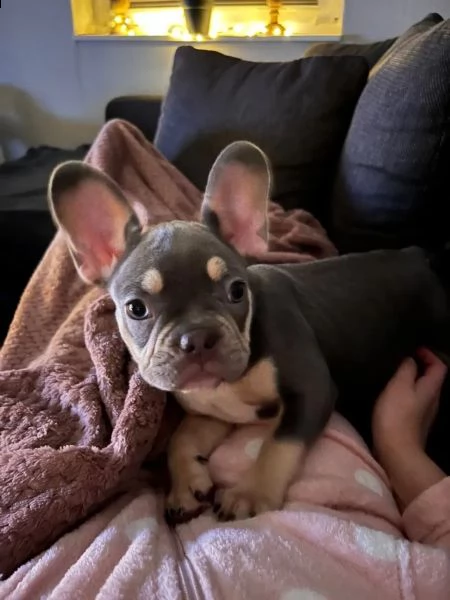cuccioli di bulldog francese blu maschi e femmine | Foto 3