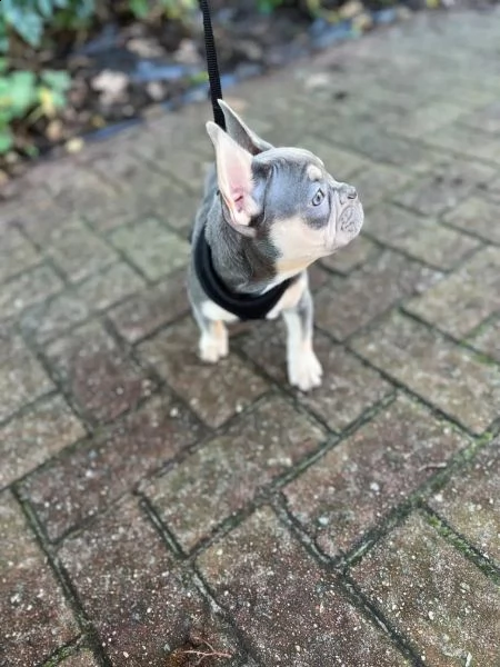 cuccioli di bulldog francese blu maschi e femmine | Foto 2