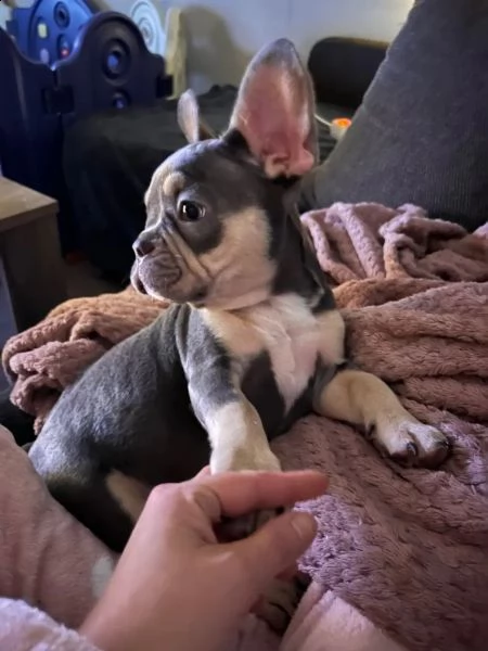 cuccioli di bulldog francese blu maschi e femmine | Foto 1