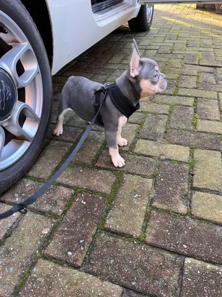 cuccioli di bulldog francese blu maschi e femmine