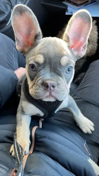 cuccioli di bulldog francese blu maschi e femmine | Foto 0