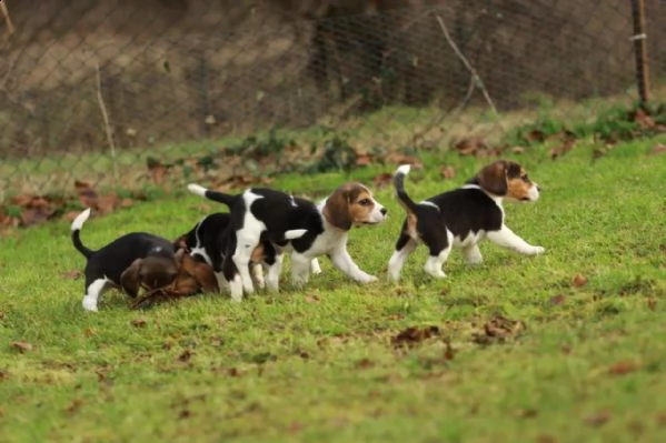 bellissimi cuccioli di beagle con pedigree | Foto 4