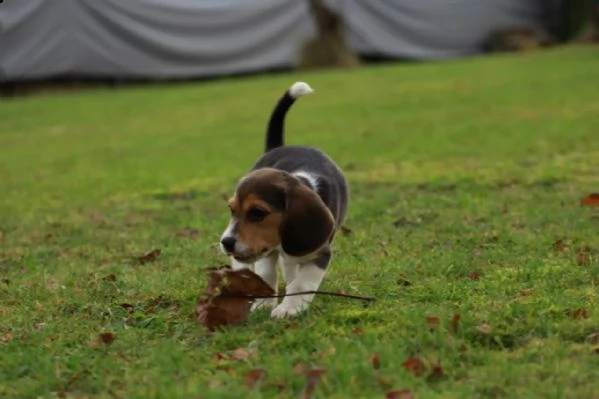 bellissimi cuccioli di beagle con pedigree | Foto 3