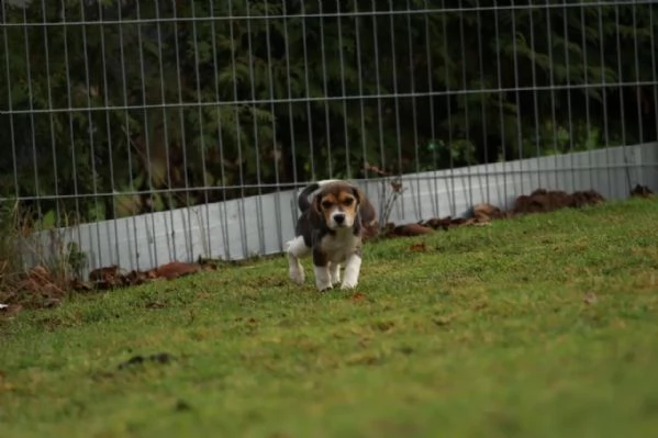 bellissimi cuccioli di beagle con pedigree | Foto 2
