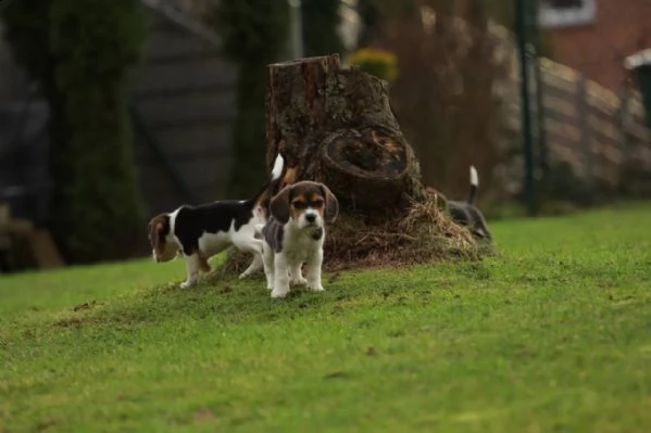bellissimi cuccioli di beagle con pedigree | Foto 1