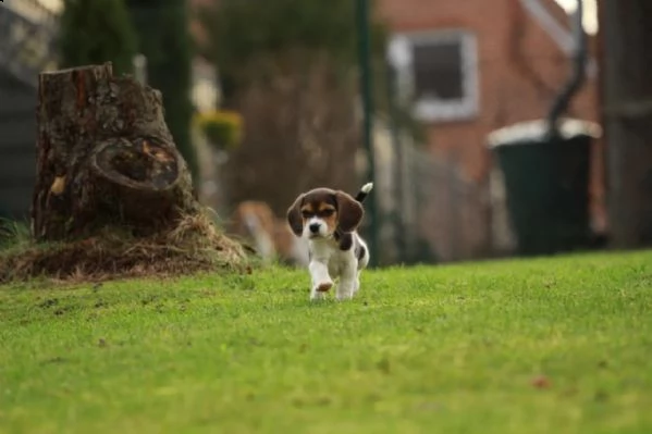 bellissimi cuccioli di beagle con pedigree