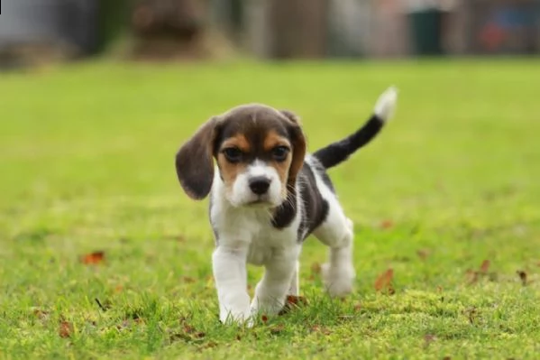 bellissimi cuccioli di beagle con pedigree | Foto 0