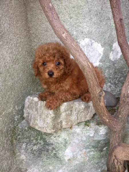 barboncino mini toy | Foto 0