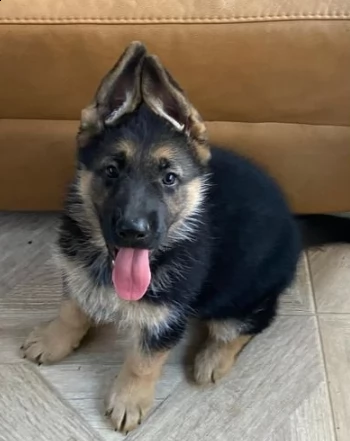 cuccioli di pastore tedesco