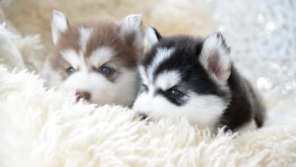 cuccioli di siberian husky in adozione | Foto 0