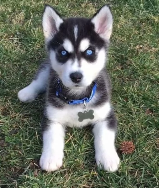 husky 