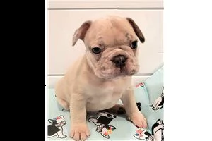 bellissimo cucciolo di bulldog francese | Foto 0