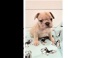 bellissimo cucciolo di bulldog francese
