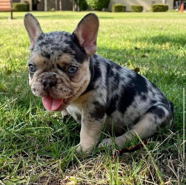 vendo bulldog francese maschio e femmina | Foto 3