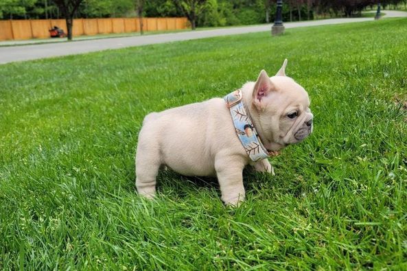vendo bulldog francese maschio e femmina | Foto 2