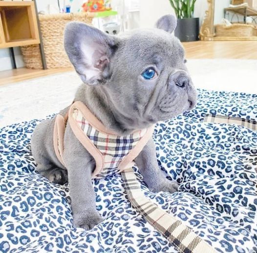 vendo bulldog francese maschio e femmina | Foto 1